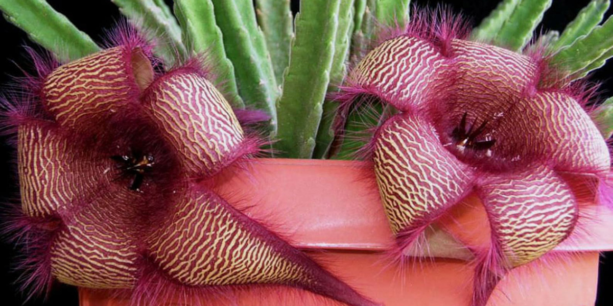 Stapelia hirsuta