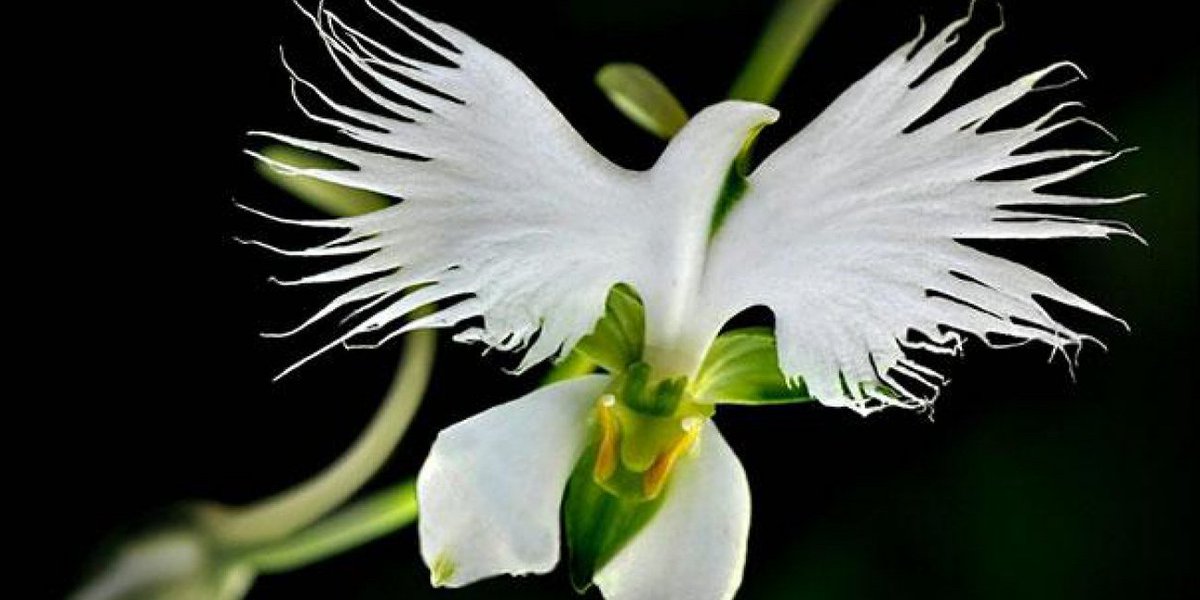 Фото ТОП-7 самых необычных и редких цветов в мире