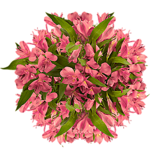 Монобукеты