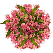 Монобукеты