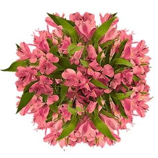 Монобукеты