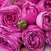 Фото 11 розовых кустовых роз