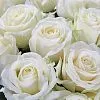 Фото 101 белая роза (50 см)