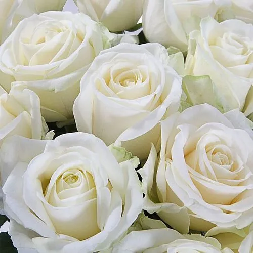 Фото 31 белая роза (50 см)