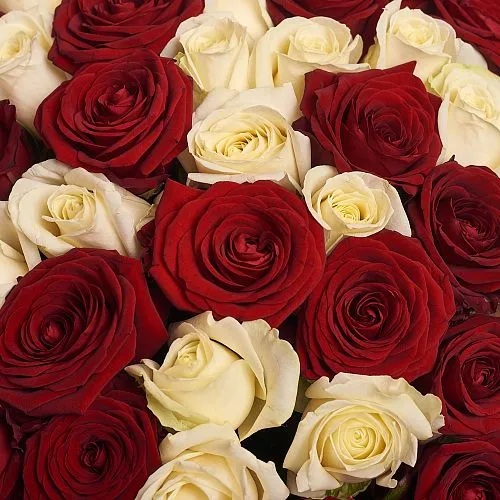 Фото Букет из 51 красной и белой розы