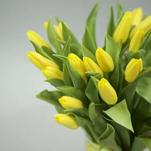 Фото 25 жёлтых тюльпанов