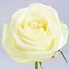 Фото 101 белая роза (50 см)