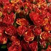Фото 25 красно-желтых роз (50 см)