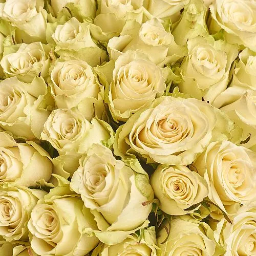 Фото Букет из 75 белых роз