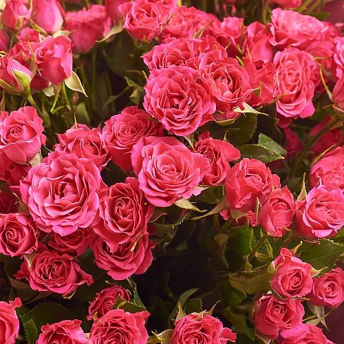 Фото 25 розовых роз (50 см)