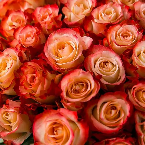 Фото 19 оранжевых роз (70 см)