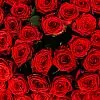 Фото 91 красная роза (50 см)