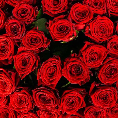 Фото 55 красных роз (50 см)