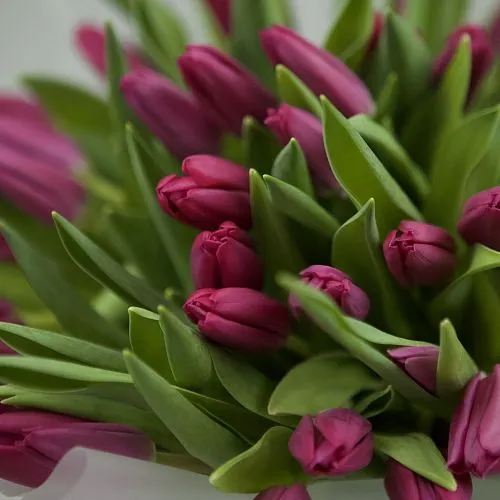 Фото 41 розовый тюльпан