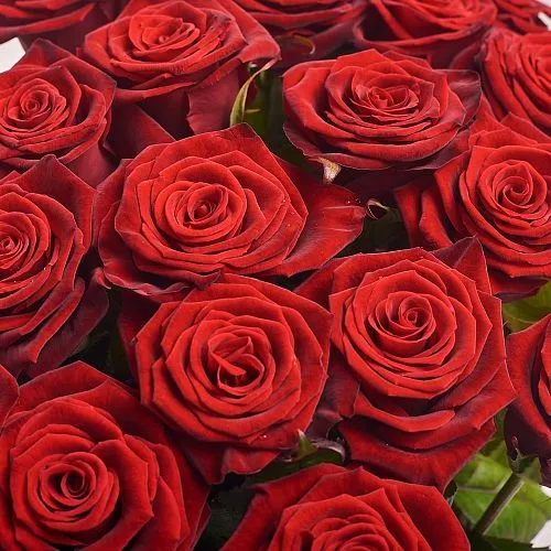 Фото Букет из 25 бордовых роз