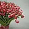 Фото 101 светло-розовый тюльпан
