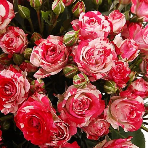 Фото 19 красно-белых кустовых роз