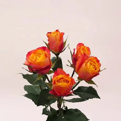 Фото 33 оранжевые кустовые розы
