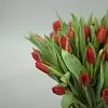 Фото 37 красных тюльпанов