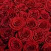 Фото 101 бордовая роза (70 см)