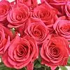 Фото 15 розовых роз (50 см)