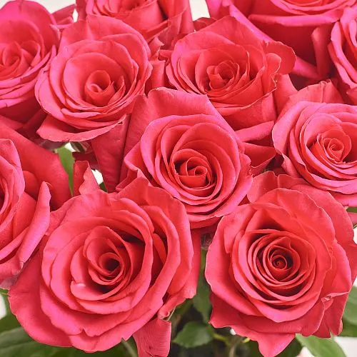 Фото 15 розовых роз (50 см)