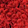 Фото 83 красные розы (70 см)