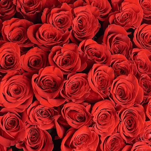 Фото 83 красные розы (60 см)