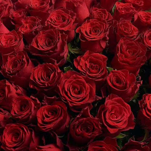 Фото 101 темно-красная роза (70 см)