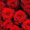 Фото 53 красные розы (50 см)