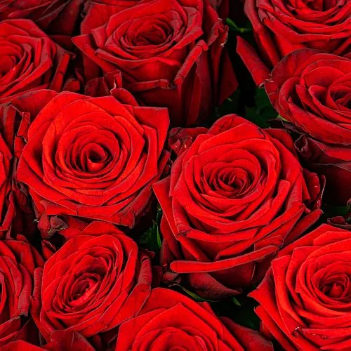 Фото 71 красная роза (60 см)