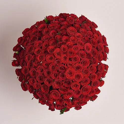 Фото 151 бордовая роза (60 см)