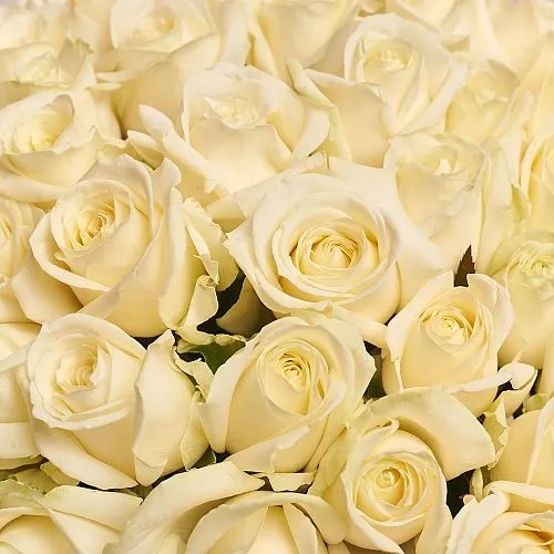 Фото 101 белая роза (70 см)