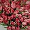 Фото 101 светло-розовый тюльпан