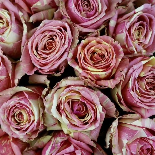Фото Букет из роз «Мозаика»