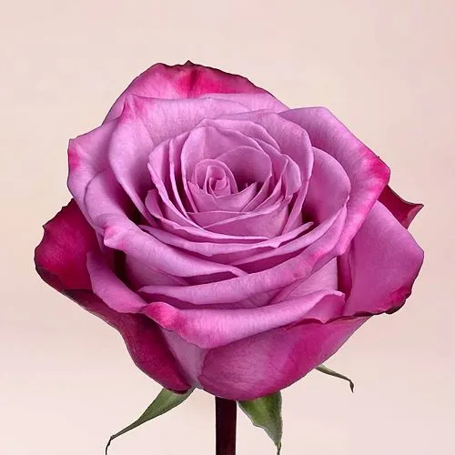 Фото Букет из фиолетовых роз (40 см)