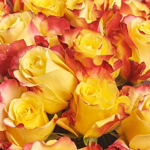 Фото 25 желто-красных роз (60 см)