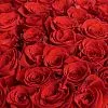 Фото 53 красные розы (60 см)
