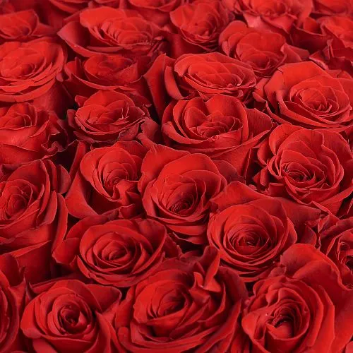 Фото 51 красная роза (60 см)