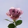 Фото 27 сиреневых роз (50 см)
