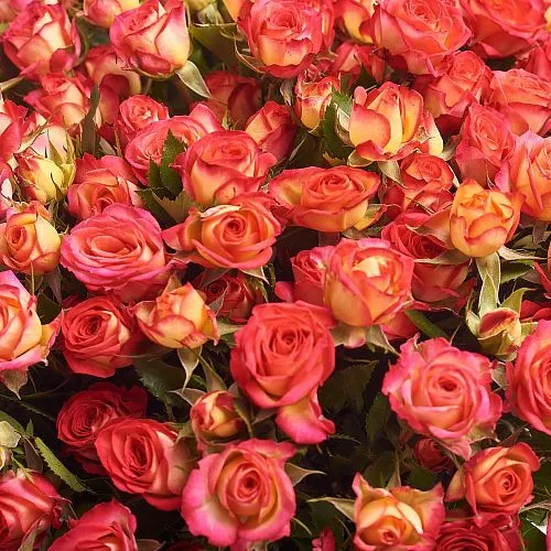 Фото Букет из 25 красно-желтых роз