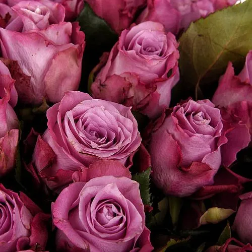 Фото Букет из фиолетовых роз (40 см)