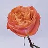 Фото 33 оранжевые розы (50 см)