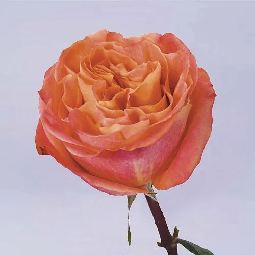 Фото 33 оранжевые розы (50 см)