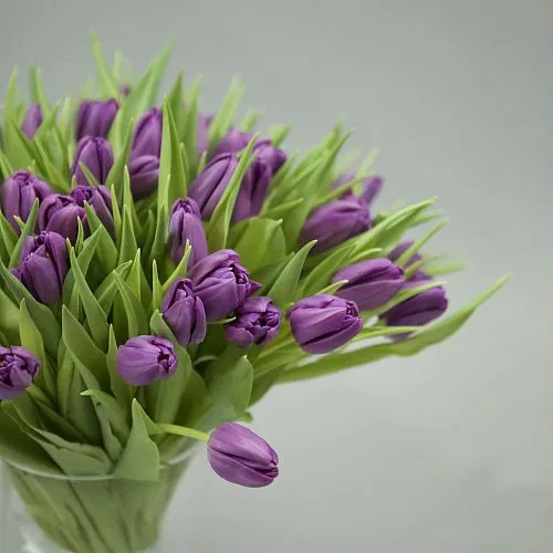 Фото 49 фиолетовых тюльпанов