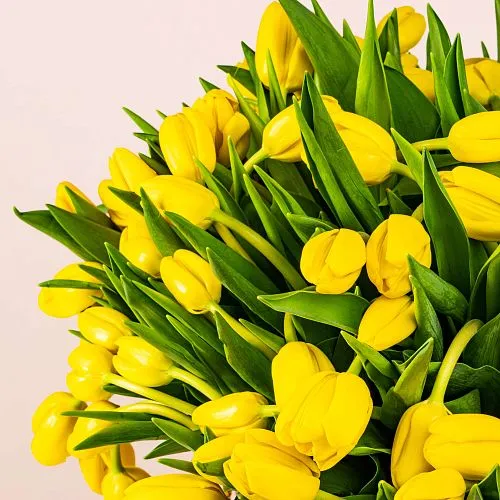 Фото 101 желтый тюльпан