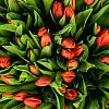 Фото 101 красный тюльпан