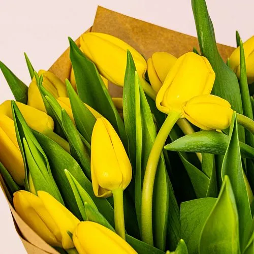 Фото 51 желтый тюльпан