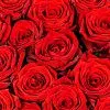 Фото 101 красная роза (50 см)