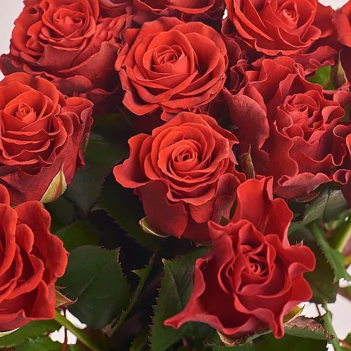 Фото Букет из 25 ярко-красных роз